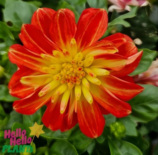 The Dahlia Dalaya® 'Fireball' 6" Pot captivates with vibrant red and yellow petals amid lush green leaves.