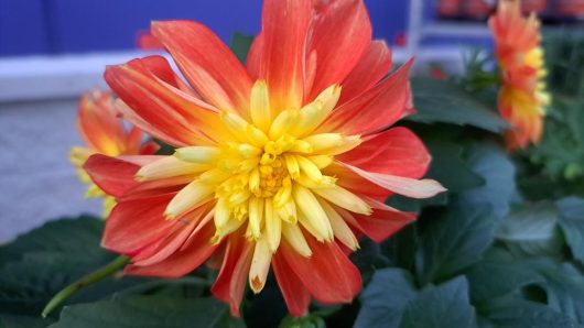 Close-up of a vibrant Dahlia Lubega® Power 'Red' from a 6" pot, featuring red and yellow petals set against green leaves with a blurred background.