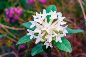 White star-shaped flowers with green leaves, set against a blurred background of pink and green hues.