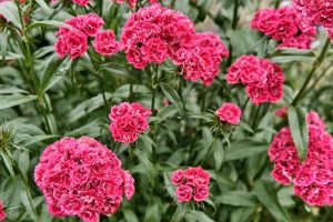 Dianthus 'Sugar Plum Coral' 6" Pot showcases bright pink carnations with ruffled petals and green leaves, densely packed to create a vibrant display.