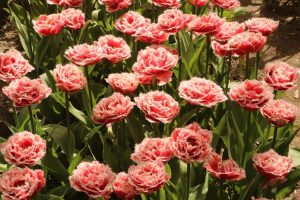 A garden of pink and white fringed tulips in full bloom under sunlight.