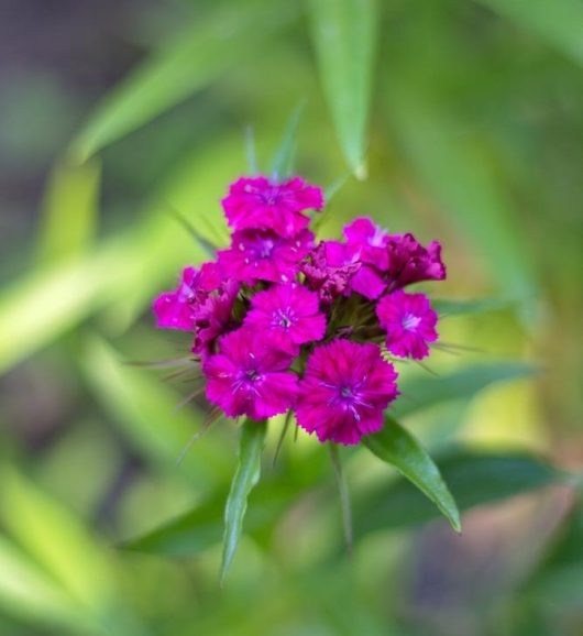 A cluster of vibrant **Dianthus 'Jolt Purple'** flowers flourish in a 5" pot, their vivid pink petals standing out beautifully against the softly blurred green leaves in the background.