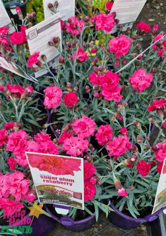 A group of potted "Sugar Plum Raspberry" flowers is paired with the vibrant blooms of Dianthus 'Scarlet Delight' in a 6" pot, complemented by lush green leaves and displayed with informational tags.