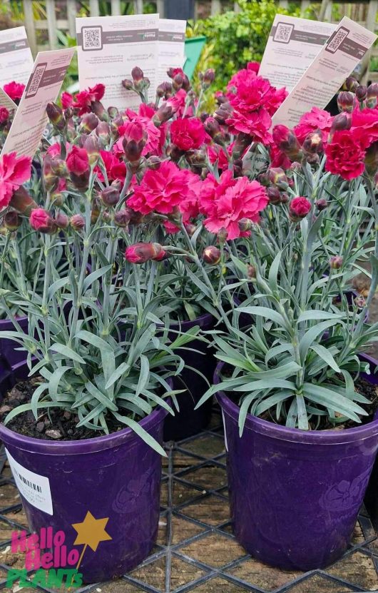 The garden center beautifully displays Dianthus 'Scarlet Delight' in purple 6" pots filled with blooming pink flowers, featuring long stems and green leaves.