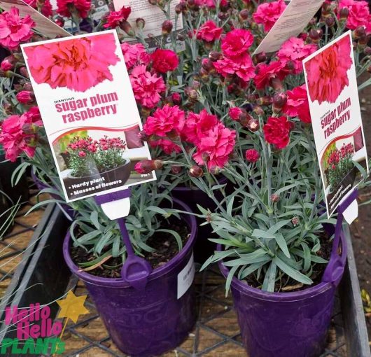 Two purple pots of Dianthus 'Sugar Plum Raspberry' with bright pink flowers are displayed alongside the vibrant Dianthus 'Scarlet Delight', all nestled in 6" pots with plant labels.