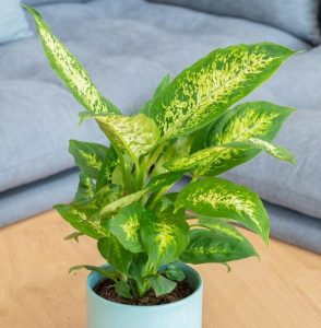 A Dieffenbachia 'Mariana' Dumb Cane in a blue pot sits on a wooden table, with a gray couch in the background.