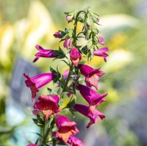 Close-up of Digitalis 'Ruby Glow' Foxgloves blooming on a single stem, set against a blurred garden background.