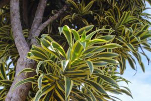 Close-up of a Dracaena 'Song of India' 8" Pot, highlighting its variegated green and yellow striped leaves and textured brown trunk, set against a vibrant blue sky.