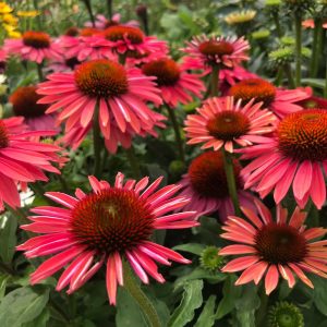 Close-up of Echinacea 'Double Scoop™' 'Mandarin' Coneflower in a 6" pot, showcasing its vibrant pink petals with prominent mandarin-orange centers, surrounded by lush green foliage.