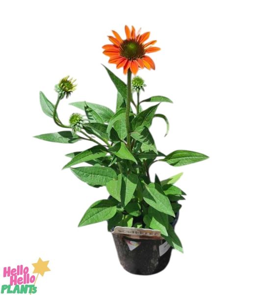 A 6" pot of Echinacea Sombrero 'Hot Coral' Coneflower, showcasing orange daisy-like blooms and lush green leaves, sits gracefully against a white background.