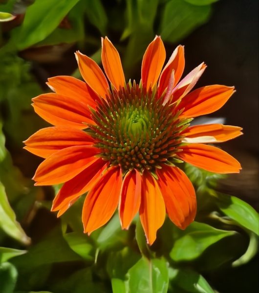 Close-up of the Echinacea Sombrero 'Hot Coral' Coneflower in a 6" pot, highlighting its vibrant orange petals and spiky green center amidst lush green leaves.