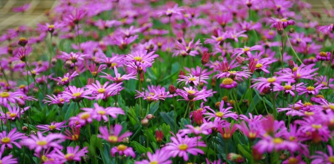 A field of pink daisies in full bloom, with vibrant green leaves visible beneath the flowers, welcomes the Winter Plant Clearance Sale.