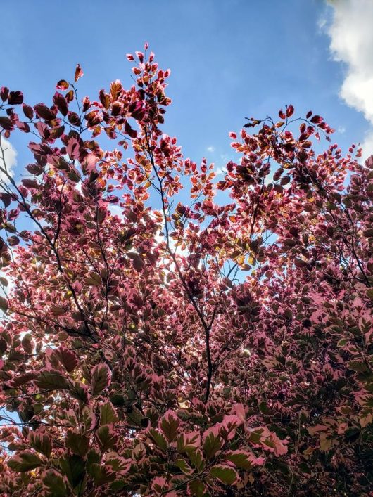 A majestic Fagus 'Tricolour' European Beech Tree in a 10" pot displays its vibrant pink and red leaves against a backdrop of a blue sky with scattered clouds.