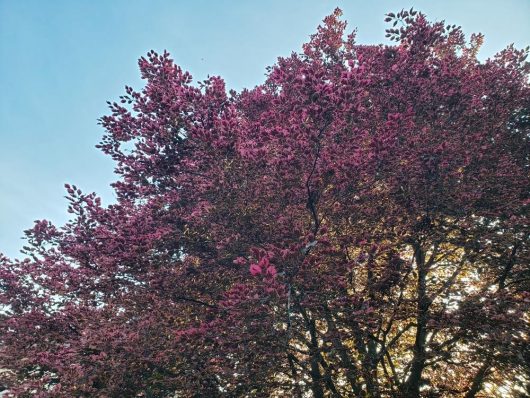 The Fagus 'Tricolour' European Beech Tree, available in a 10" pot, showcases vibrant pink blossoms that stand out against a clear blue sky while sunlight filters through its branches.