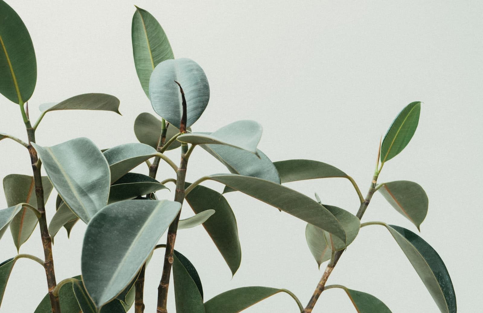 Close-up of a rubber plant with broad, oval green leaves against a light gray background—an elegant touch that proves the cost of gardening crisis is solved through simple, affordable beauty.