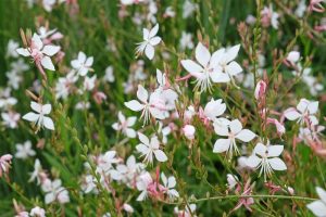 The Gaura 'Baby Butterflies' Pearl flowers, with their delicate white and pink petals and slender stems, create a picturesque scene in a garden setting.