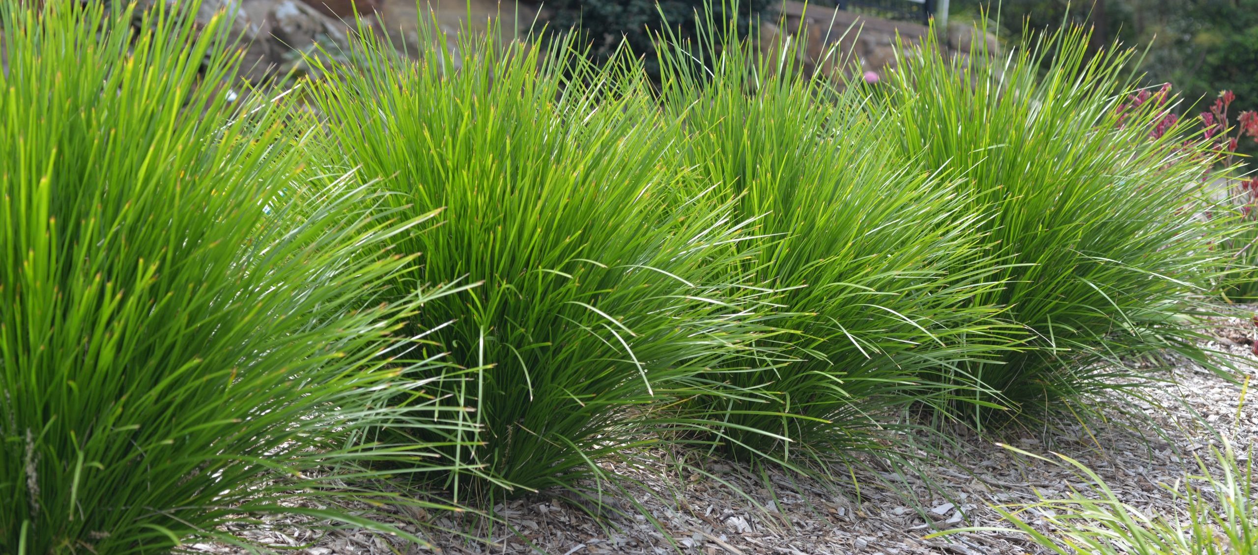 A row of green ornamental grasses thrives in a landscaped area with mulch, set against a stone wall and bush. Nearby, a partially visible sign hints at a Winter Plant Clearance Sale, adding an element of intrigue to the serene garden scene.