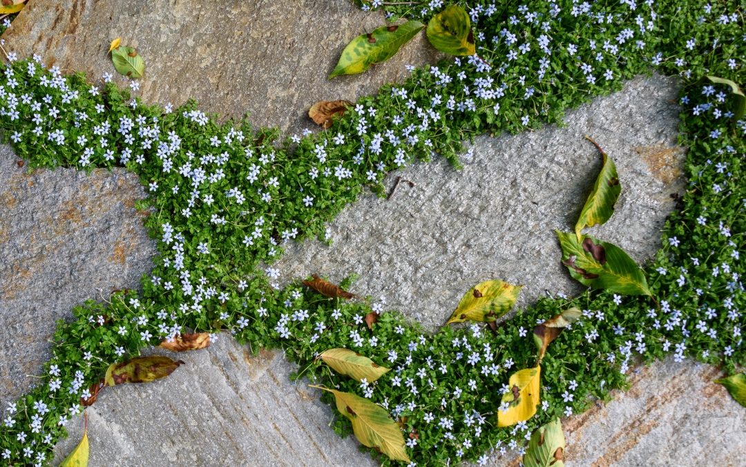 Amidst the small white flowers and green foliage growing gracefully between stone tiles, remnants of autumn leaves gently rest. Embrace this serene scene as we usher in our Winter Plant Clearance Sale.