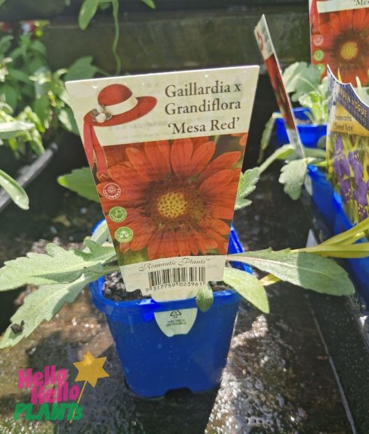 A Gaillardia 'Mesa Red' Blanket Flower in a 4" blue pot, adorned with a tag showcasing an image of its vibrant red blooms.