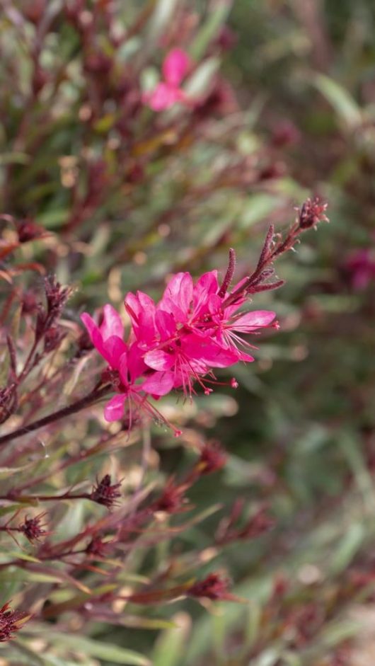 Close-up of vibrant pink flowers with slender petals on a Gaura 'Baby Butterflies' Pearl 6" Pot, surrounded by lush green foliage.