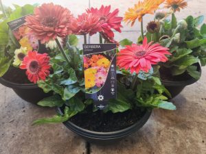 Three vibrant pink and orange Gerbera jamesonii varieties, from the Joybera 10" Bowl line, gracefully adorn a stone surface.