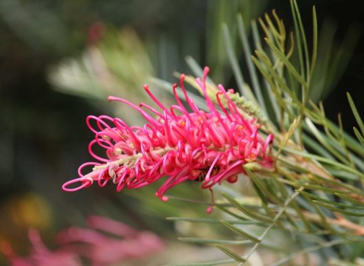 The Grevillea 'Raspberry Dream' in a lively shade of pink flourishes beautifully, unfurling amid lush green foliage in a 6" pot.