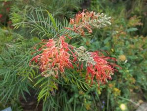 Close-up of vibrant pink and yellow clusters of Grevillea 'Soopa Doopa' flowers, featuring thin, curved petals in a 6" pot, surrounded by long, slender green leaves.