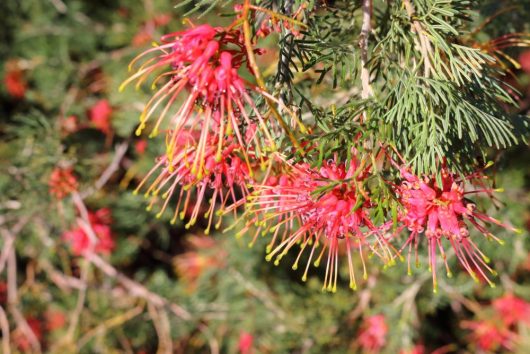 Close-up of vivid pink and yellow blooms of the Grevillea 'Baby' in an 8-inch pot, encircled by lush green needle-like foliage basking in the sunlight.