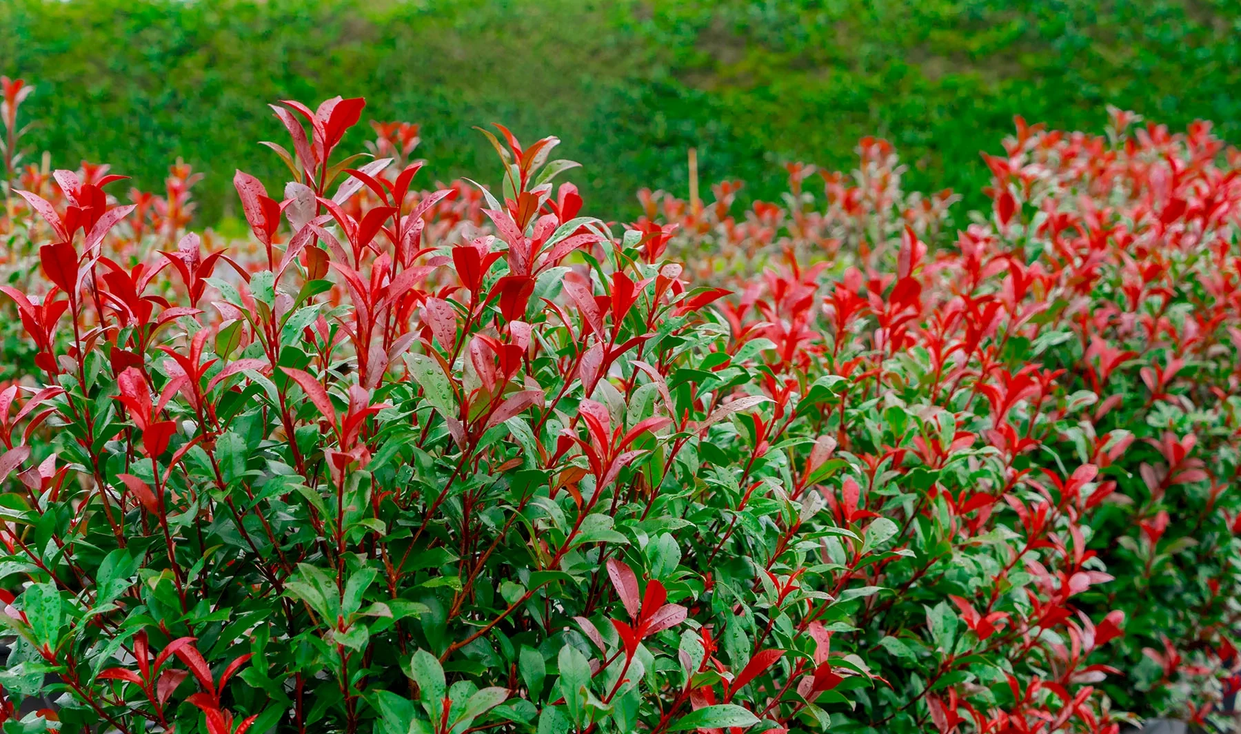 A dense hedge with glossy green leaves and vibrant red tips is perfect for your garden transformation during the Winter Plant Clearance Sale, adding a splash of color against a grassy background.