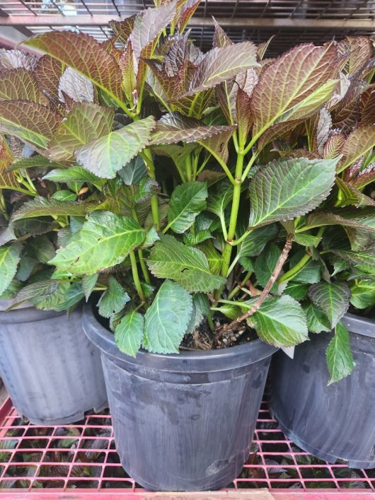 The Hydrangea 'Tea Time™ Pink' in its 12" pot, featuring green and reddish leaves, adds charm to the collection, elegantly arranged on a metal shelf.