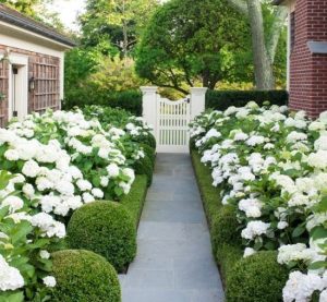 The pathway, reminiscent of a Hamptons garden, is lined with white hydrangeas and manicured bushes, leading to a charming white picket gate. A stately brick building and lush trees provide an elegant backdrop.