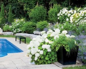 A backyard Hamptons garden with lush green plants and white flowers borders a swimming pool, surrounded by trees that create a serene atmosphere.