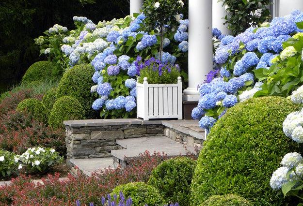 Experience a Hamptons garden, where stone steps lead you through manicured shrubs and blooming hydrangeas, all nestled alongside elegant white columns. Hydrangeas