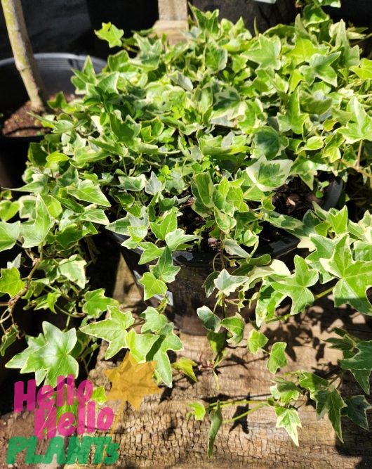 A vibrant Hedera 'English Ivy' Variegated plant, potted in a 10" container, showcases its lush green foliage on a wooden surface as sunlight delicately casts shadows across the leaves.