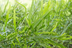 Close-up of the lush, green foliage with long, narrow leaves and small buds of the Homalocladium 'Split Endz' thriving in a 5" pot.