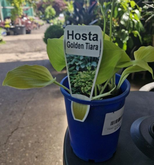 The Hosta 'Golden Tiara' plant, potted in a 4" blue container and situated outdoors, displays a label with important plant information.