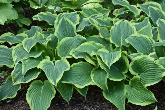 Close-up of thriving Hosta 'Golden Tiara' plants, with broad leaves featuring light green edges, as seen in their lush 4" pot in the garden.