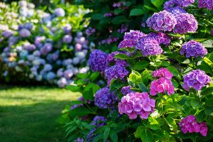 Vibrant pink and purple hydrangeas thrive in a sunlit garden, reminiscent of a beautifully curated plant nursery, surrounded by lush green leaves.