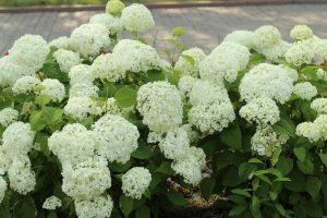 A cluster of white hydrangea flowers with lush green leaves in a garden setting.