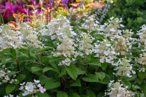 White hydrangea flowers in full bloom, surrounded by green leaves and colorful flowers in the background.