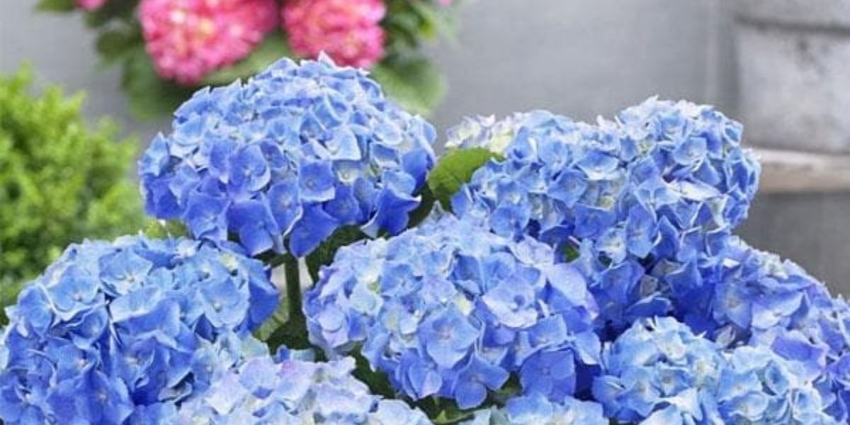 A cluster of vibrant blue hydrangea flowers in the foreground stands out, with pink blossoms and lush greenery creating a soft blur in the background, reminiscent of a picturesque garden during a rose clearance sale.