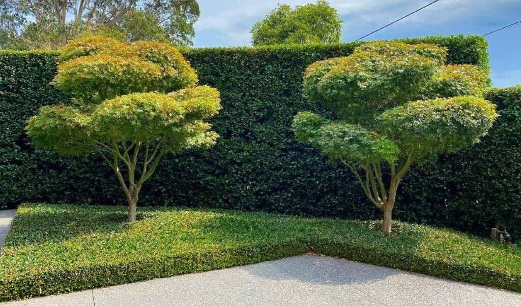 Two neatly trimmed trees with round canopies stand next to a high, well-maintained hedge, reminiscent of a classic Hamptons garden. Concrete pavement stretches in the foreground, completing this serene landscape.