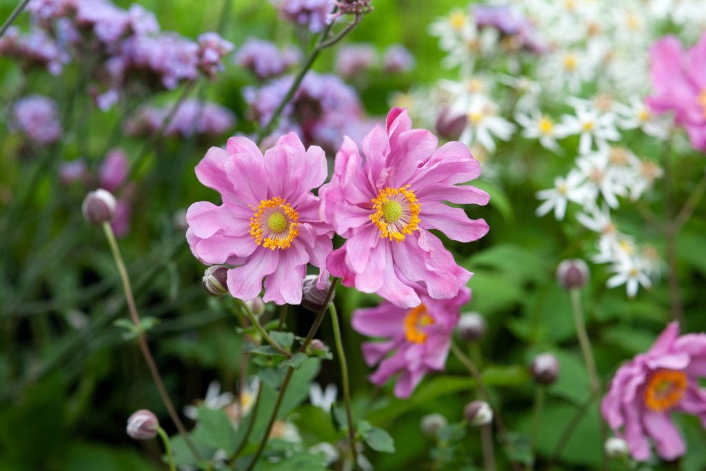 Two pink flowers with yellow centers bloom among lush greenery, surrounded by an array of purple and white blossoms, offering a vibrant lawn alternative. Japanese anemones