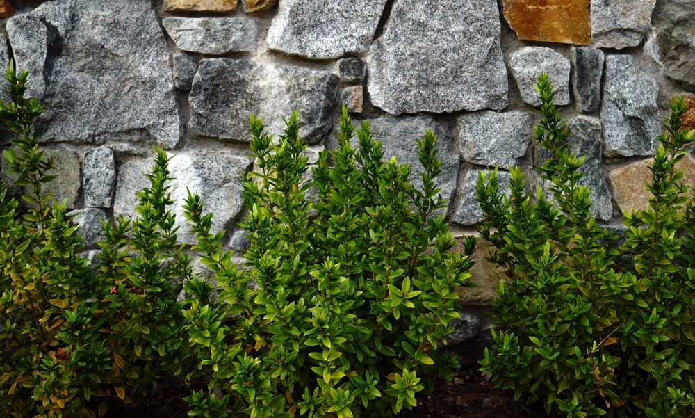 Green shrubs in front of a gray stone wall, perfect for your winter garden makeover. Don't miss our Winter Plant Clearance Sale to transform your outdoor space with lush greenery.