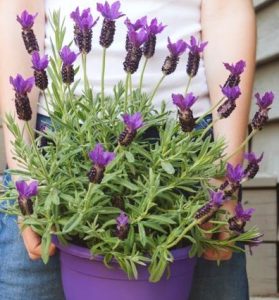 A person holding a 6-inch pot labeled Lavandula 'Lavinnova® Frostberry Ruffles' with a thriving lavender plant in bloom.