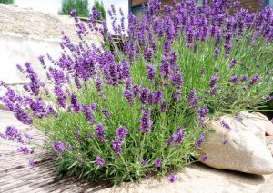 A lush Lavandula 'Monet' French Lavender plant in a 4" pot, with vibrant purple flowers, grows next to large rocks, set against an outdoor backdrop.