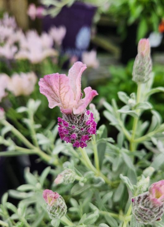 Close-up of a pink and purple Lavandula 'Lavinnova® Frostberry Ruffles' flower with green foliage in the background, capturing its delicate beauty.