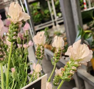 Close-up of pale lavender flowers with green stems in a store display, rows of potted plants visible in the background.