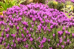 A field of vibrant purple Lavandula 'Lavinnova® Razzleberry Ruffles' Lavender in full bloom, surrounded by lush green foliage, captures the essence of a serene landscape.