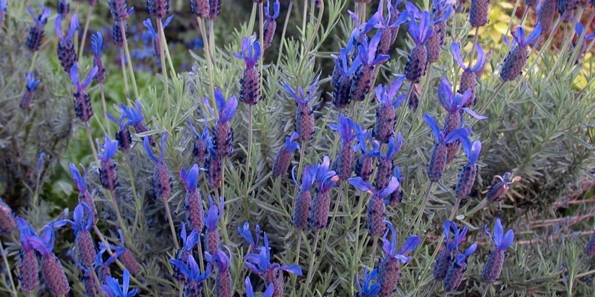 Close-up of lavender plants with dense clusters of purple-blue flowers and slender green foliage, reminiscent of a serene garden before the Rose Clearance Sale.